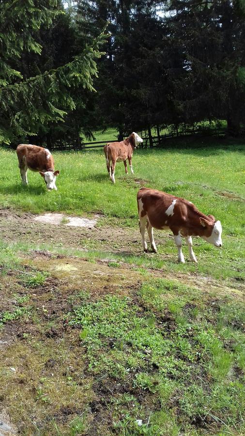 Haus Gell Hotel Mauterndorf  Zewnętrze zdjęcie