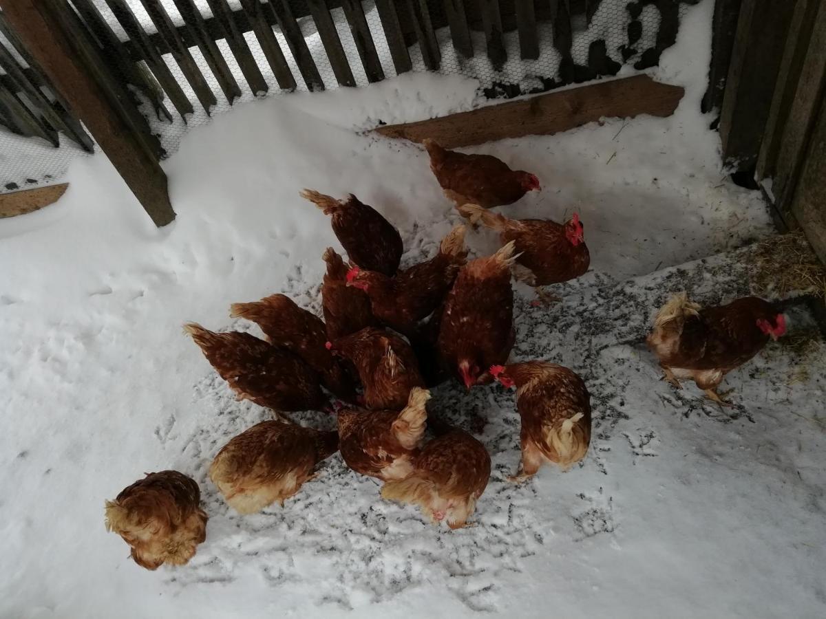 Haus Gell Hotel Mauterndorf  Zewnętrze zdjęcie